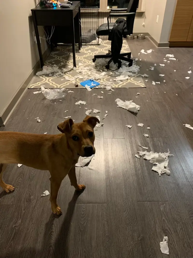 Dog