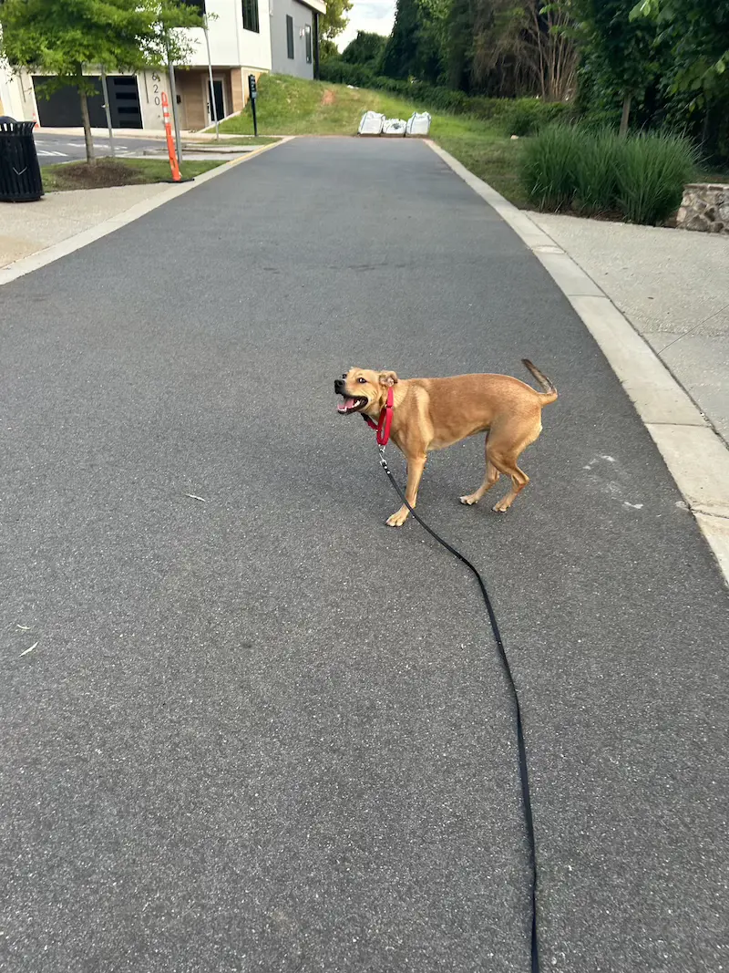 Dog