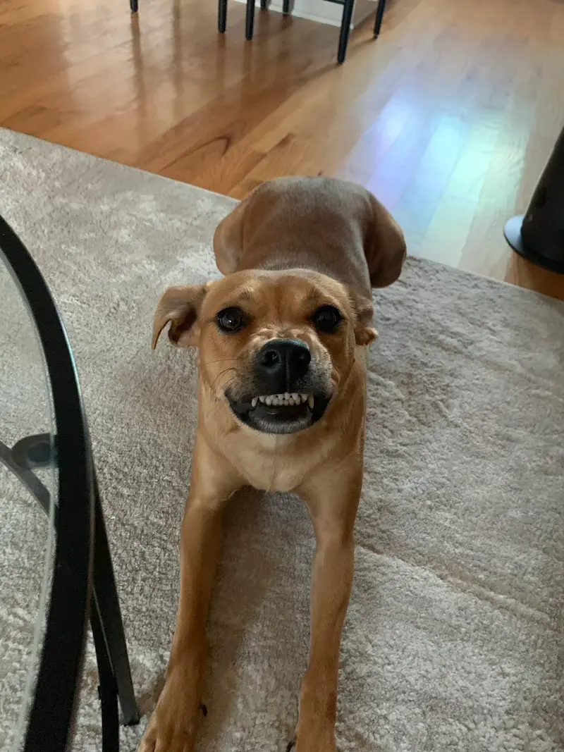 Dog